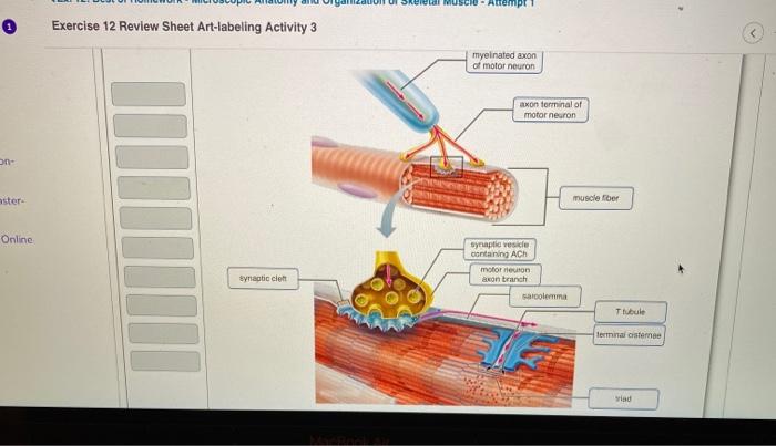 Neuron anatomy and physiology review sheet exercise 13