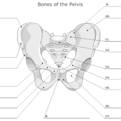 Pelvis contracted