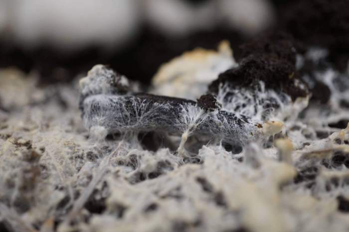 Mycelium alison harrington growing guide soil close