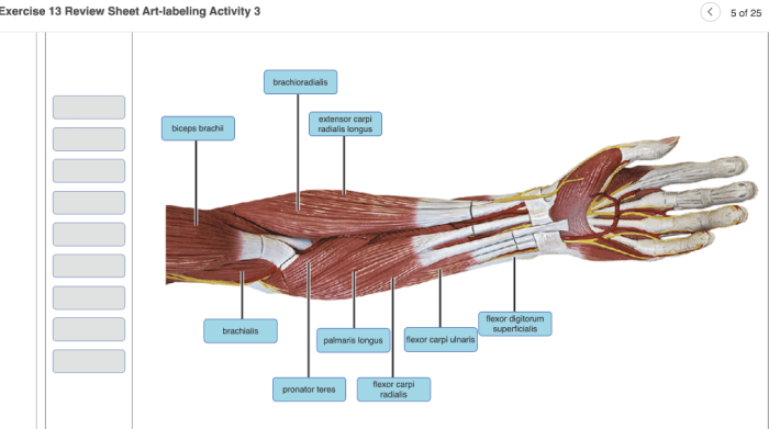 Neuron anatomy and physiology review sheet exercise 13